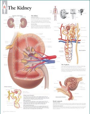 The Kidney Chart 9053 The Kidney Chart 9053