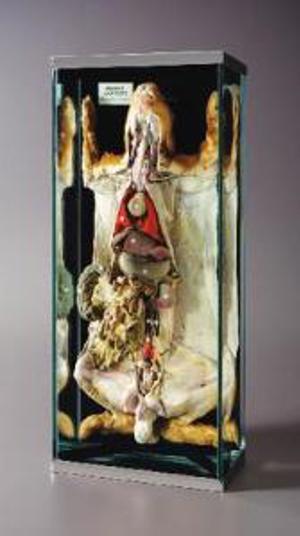 Rabbit Anatomy Museum Mount 676834 Rabbit Anatomy Museum Mount 676834